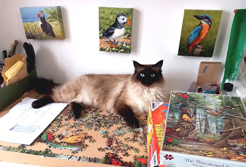 chrischalkart's tweet image. We put this unfinished puzzle in the studio to keep it safe from Merlin, Merlin found out, and decided to lay on it 🤔 
#ragdoll #cats