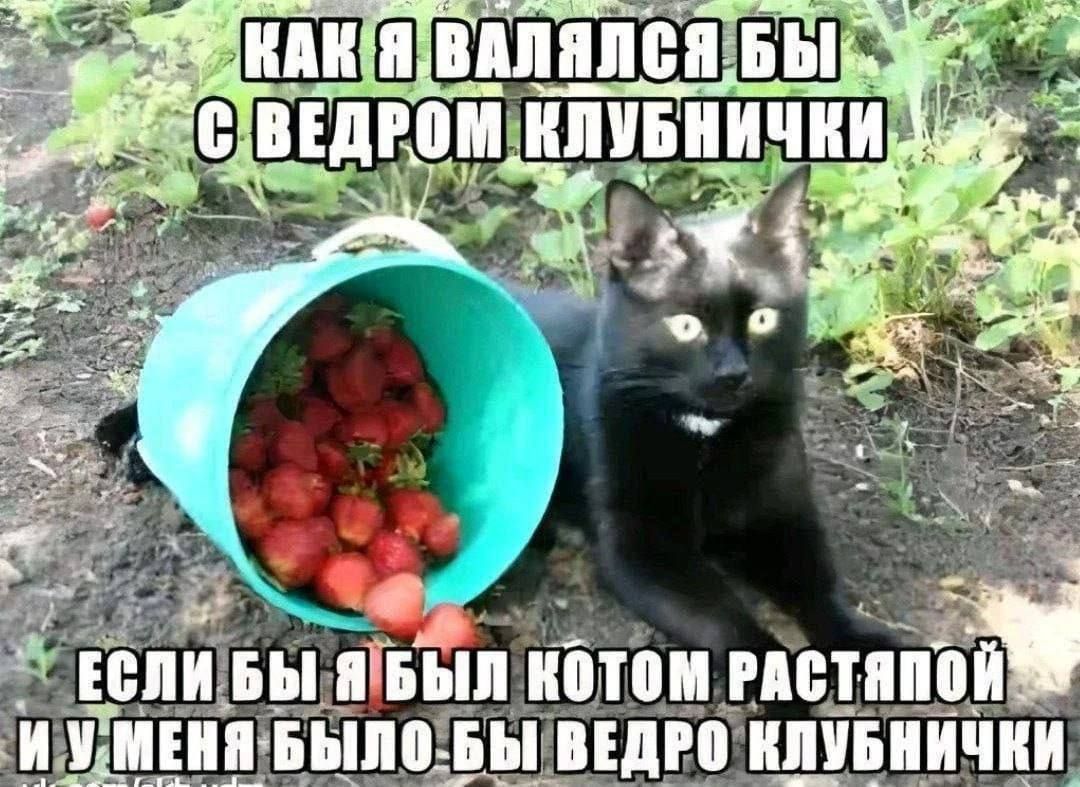 А я тут, кстати, обитаю
t.me/dasyaveselovaa
Иногда вкидываю мемы