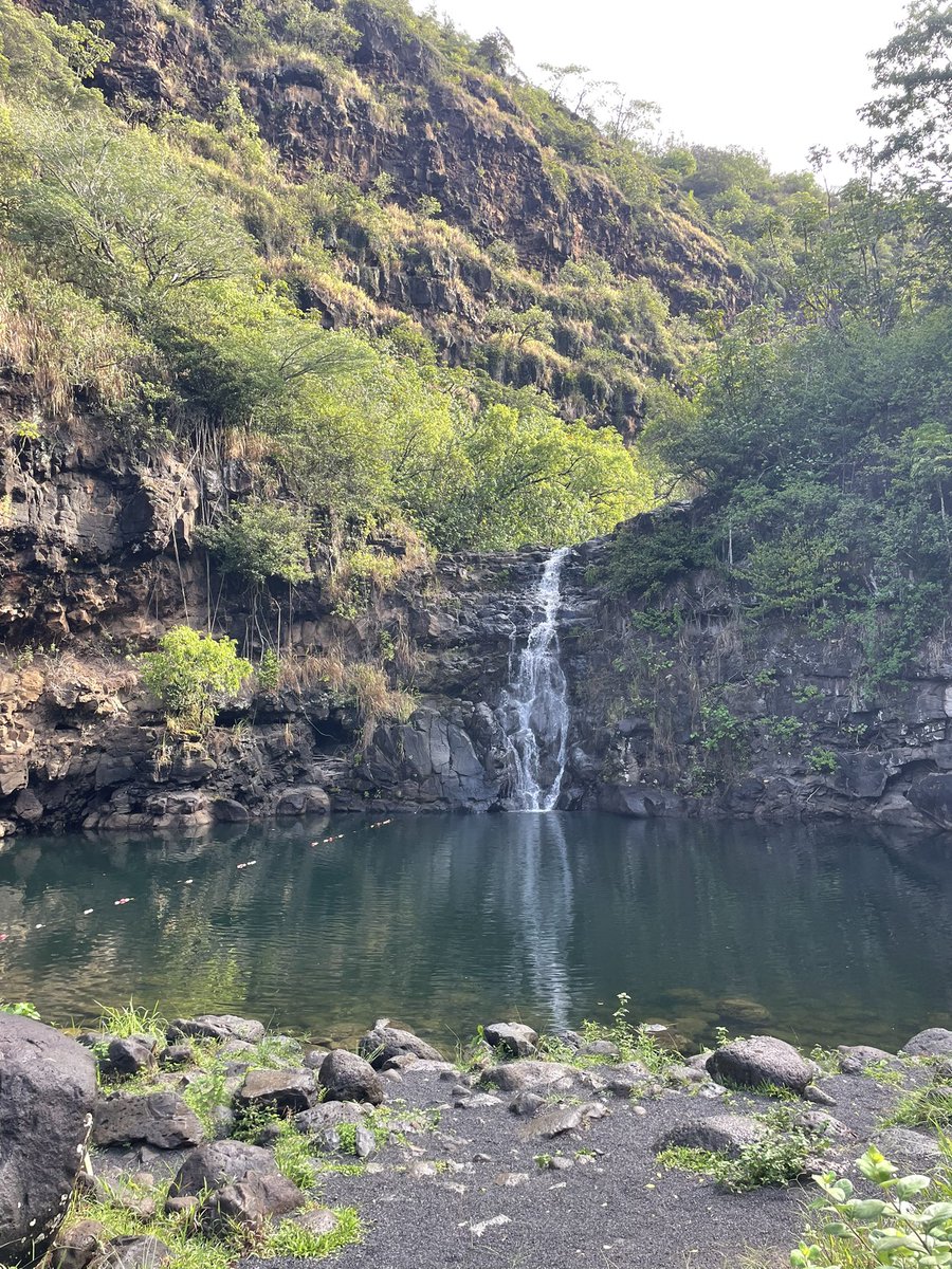 Waimea Valley Waterfall Updates:
✅ Swimming at Waimea Valley Falls is currently OPEN.

Waimea Valley remains OPEN DAILY to explore our botanical gardens, cultural sites, and walking paths.
We’ll update here if the swimming status changes. Mahalo and we look forward to your