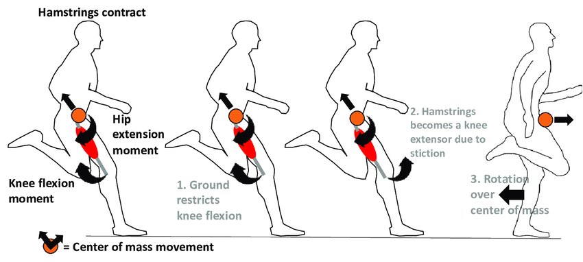 Nawaf_Nhar's tweet photo. ثريد: كيف يصير تمزق أوتار الركبة (Hamstring Strain) أثناء الجري السريع؟ 👇 https://t.co/5QeRumOjNn