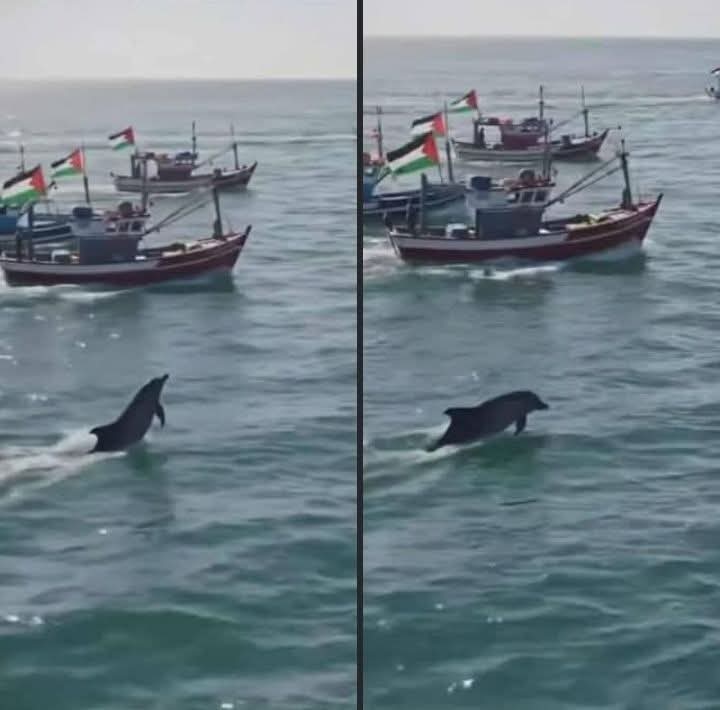 mdjashim197's tweet photo. Dolphins welcome flotilla of resilience journey.....🇯🇴❤️‍🩹 https://t.co/nXTrHSplyb