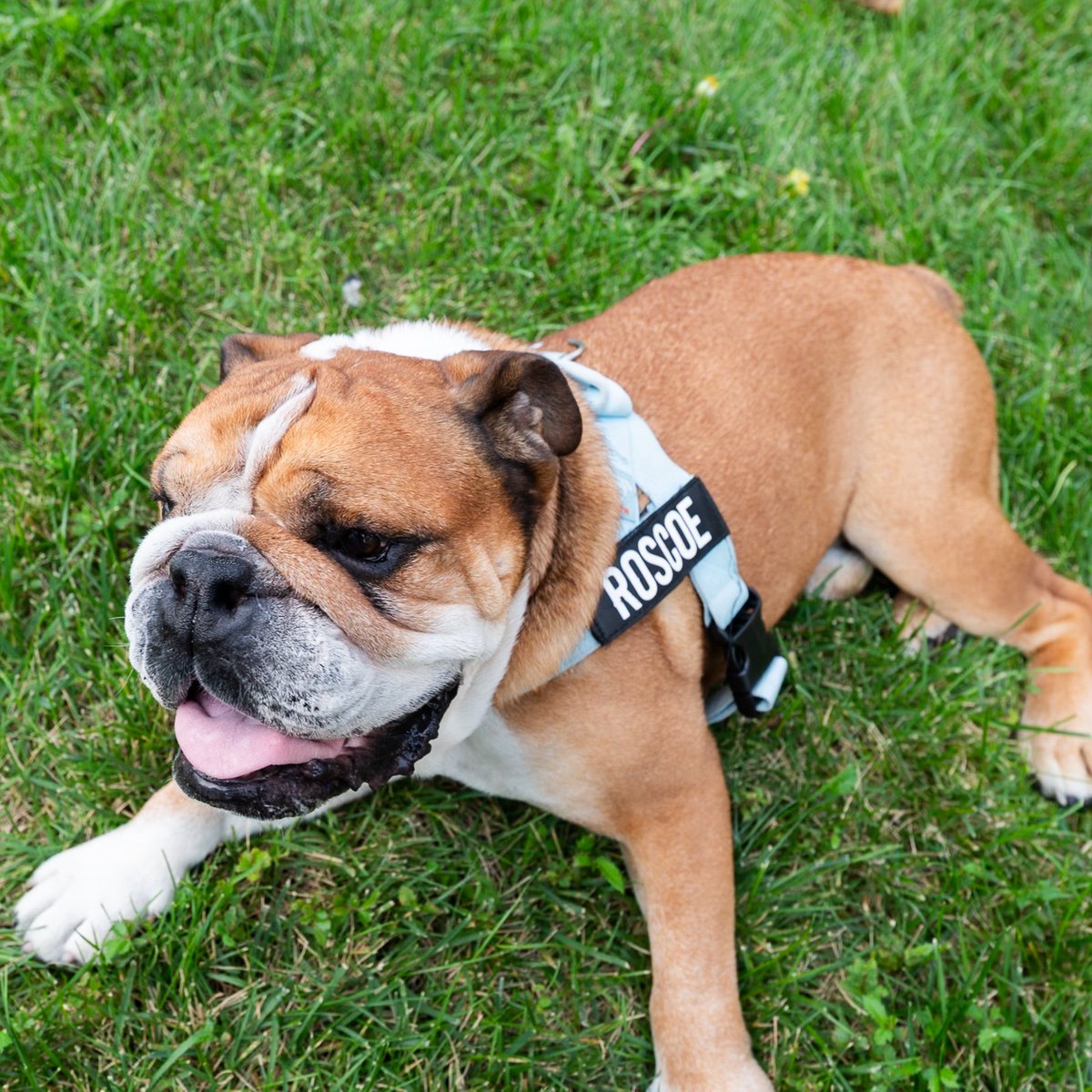 The Dogist tweet media