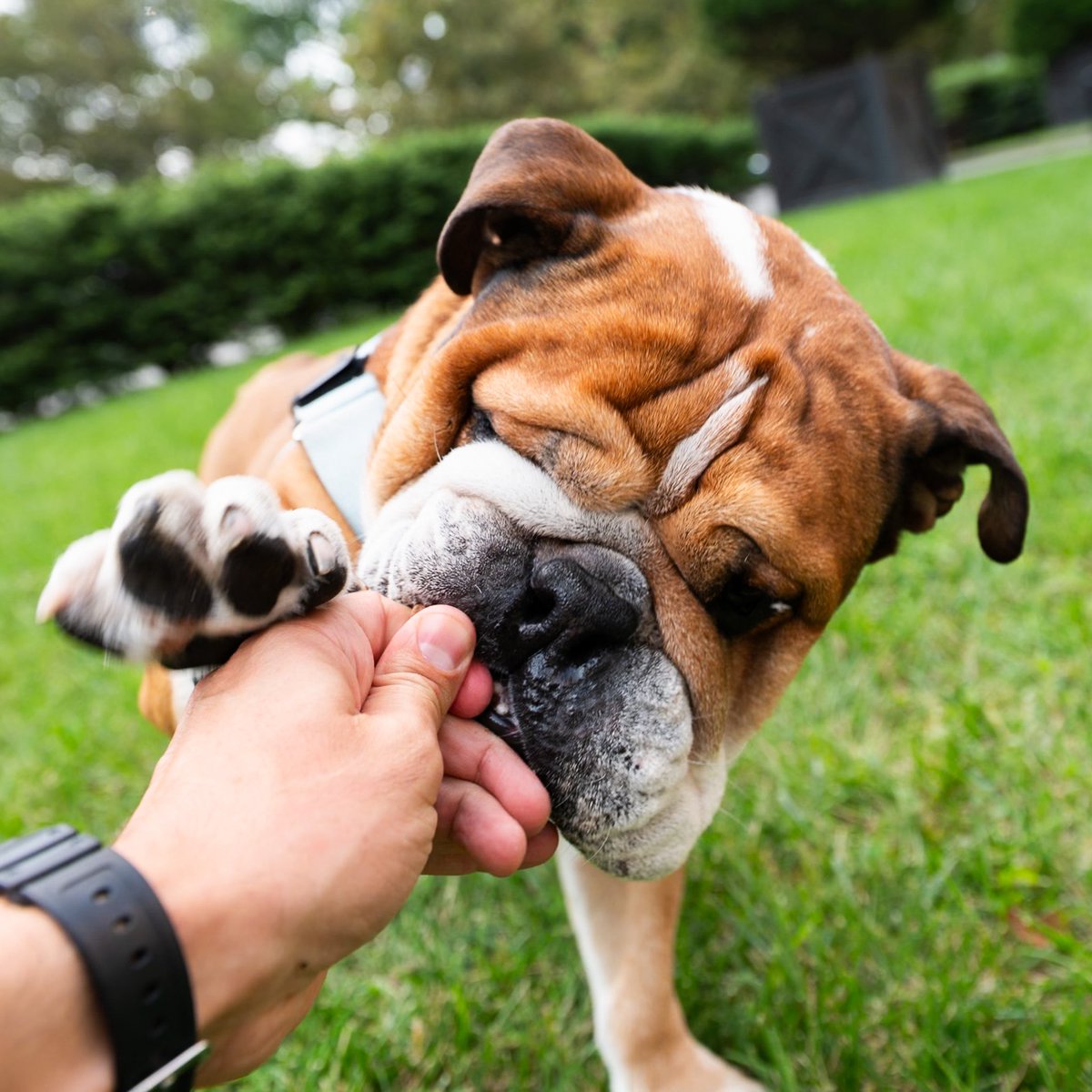 The Dogist tweet media