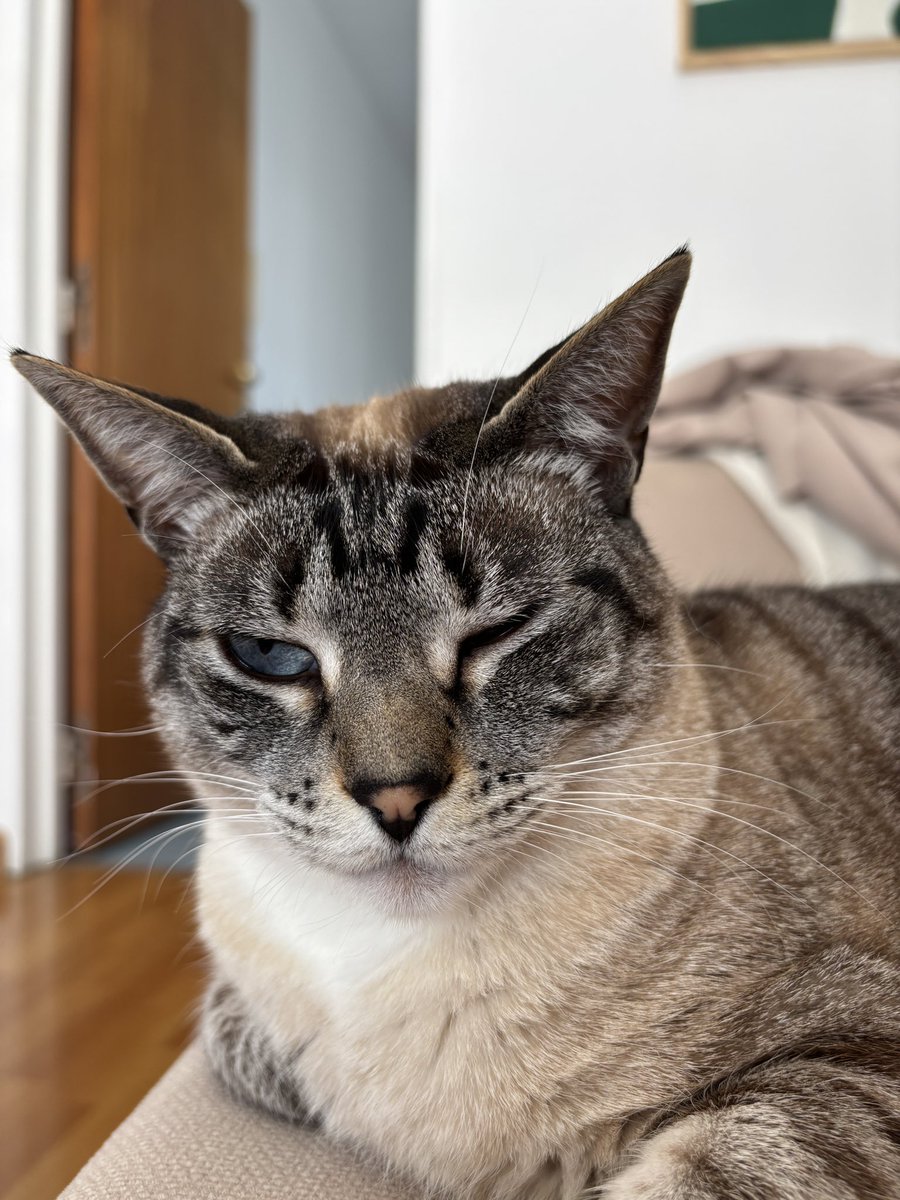 Anteúltimo día del mes: listo, cerrado septiembre, ya no gasto un peso más. 

La reboluda de mi gata: che sabés qué no me abre un ojo