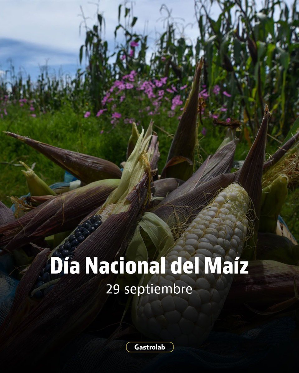 Más que un grano, el maíz es el alma de México. 🌽 Desde hace 7,000 años, este tesoro alimenta, une y define a nuestro país. Hoy, en el #DíaNacionalDelMaíz, celebramos su legado y biodiversidad. ¡Viva el maíz! 🇲🇽🔥