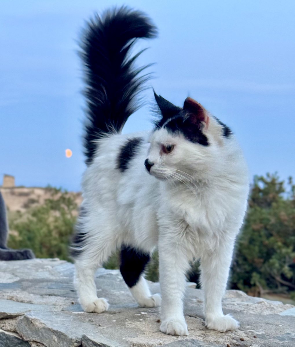 Cats of Iraklia tweet media