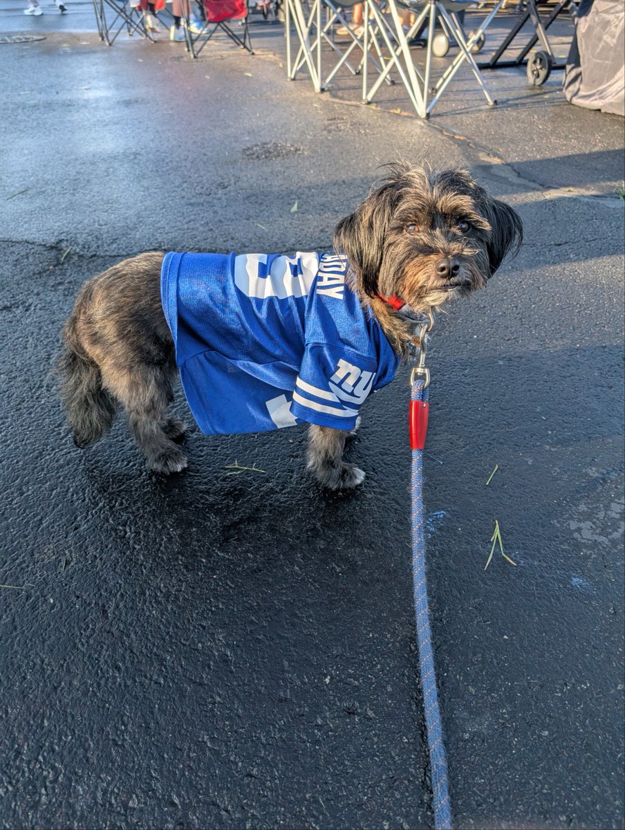 dfc2111's tweet photo. Here is a tailgate dog we can all get behind https://t.co/TH3aOEarIF