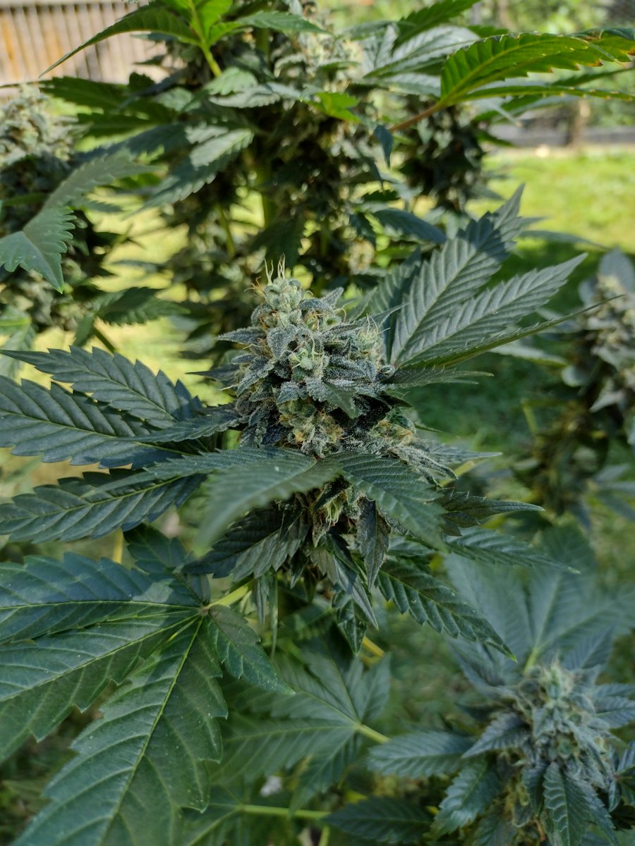 Thoroughly impressed with Pagoda Seeds. This is his White Cherry Truffle x Puck. (Grown in a 1gal, Synganically) She reeks of sweet burnt rubber with a nice floral backend.
Hit her with a I-95 f2 stud from Chemmalab. Should add a good amount of gas 🤙
#Growyourown #Homegrown