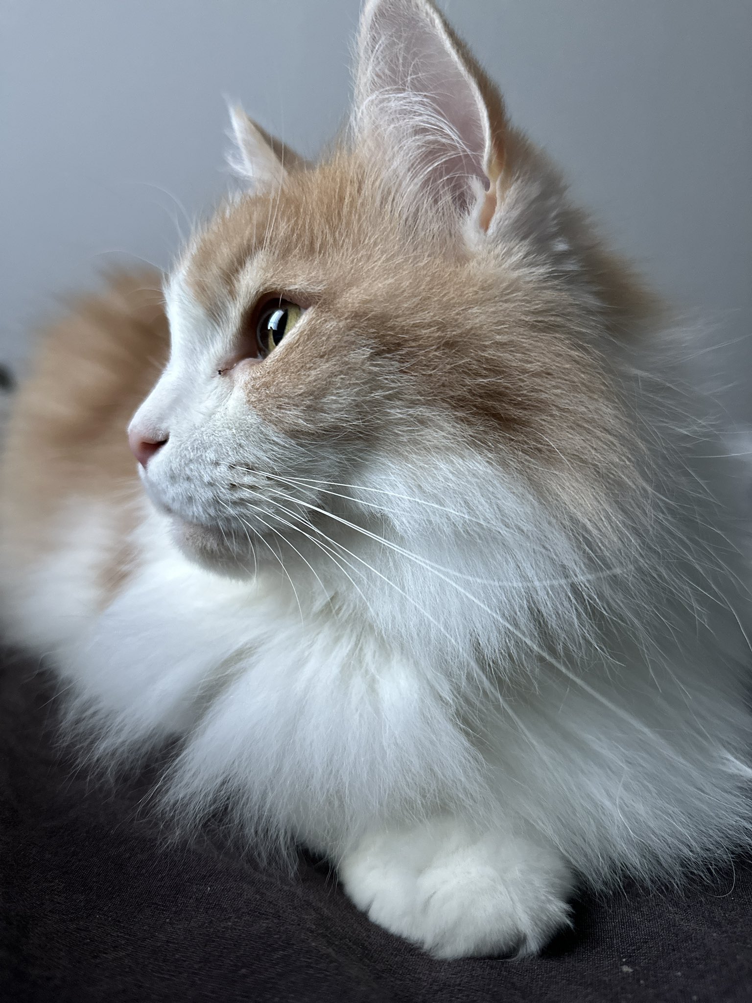 ★715★ヨーヨーにゃんこ ☆715☆ヨーヨーにゃんこ にゃんこ大戦争 ヨーヨー広葉樹 星1冠1 (無難