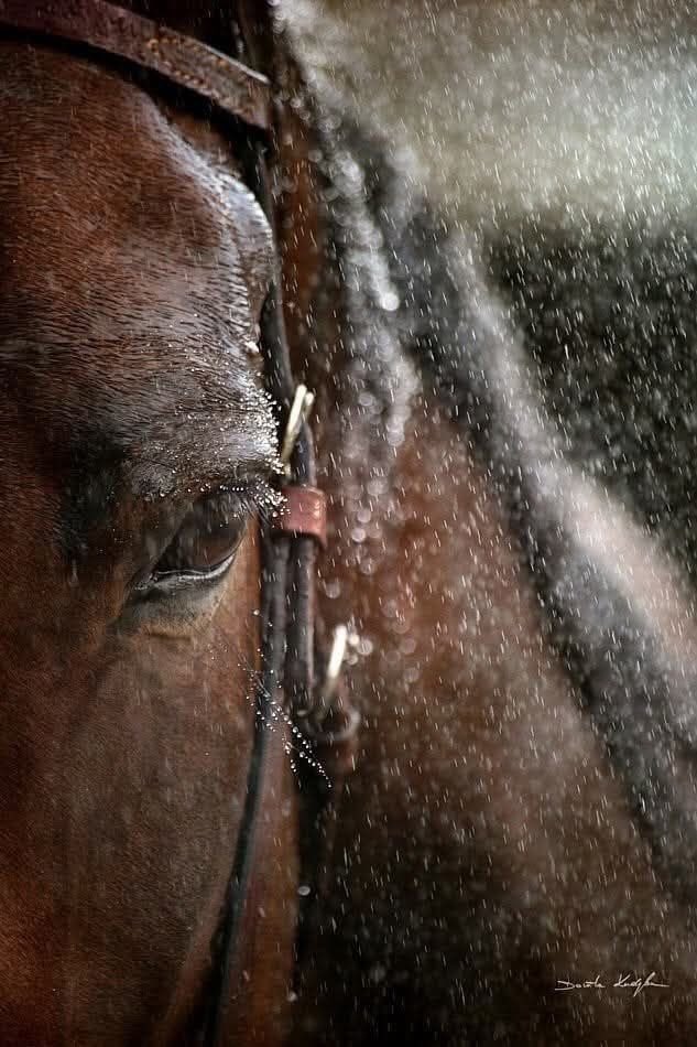 Dağın pulat yüreğine işledim,
Şimşeğin masmavi usturasına
Sevdanı usul-usul,
Sevdanı mısra-mısra..
Lo ben seni hapislerde sevmişim,
Ben seni sürgünlerde...
Ahmed Arif