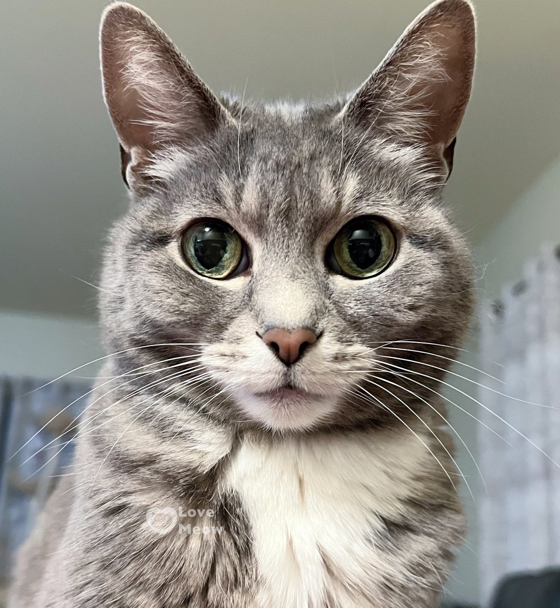 The first thing I see every morning is a cat that loves me.

😍: Lucy