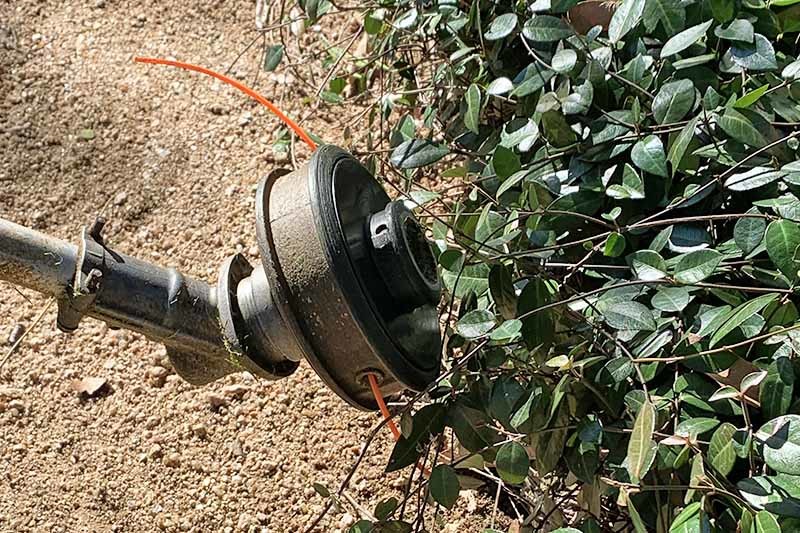Gardeners_Path_'s tweet image. How to Prune and Control Asiatic Jasmine Vines - while it's a fantastic ground cover, like many plants, Asiatic jasmine can get out of hand. Learn how to control this assertive spreader on Gardener's Path. gardenerspath.com/how-to/pruning… #asiaticjasmine #pruning