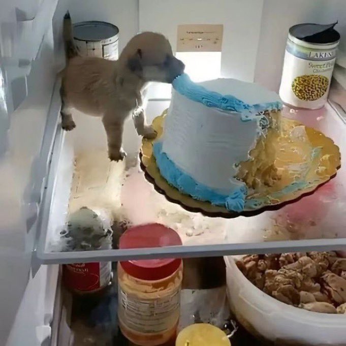 Pawes_and_pups's tweet image. Mmm cake 🤣
#doglovers