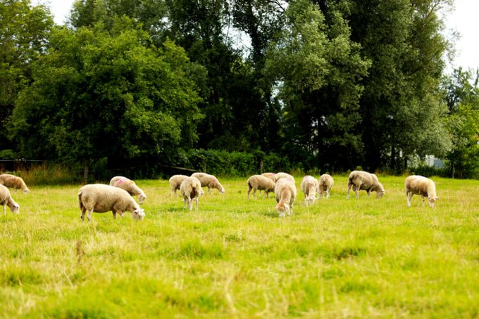 From boars to beef, sheep to poultry, and so much more #DurhamRegion is home to over 580 livestock farms. 🐄🐑🐓 Plenty of reasons to celebrate this #OntAgWeek!
<a href="/RegionofDurham/">Region of Durham</a>