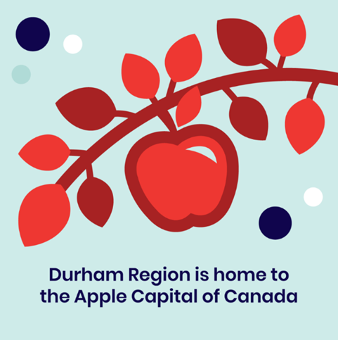 An apple a day is extra sweet during #OntAgWeek! 🍏🍎Did you know #DurhamRegion is home to the Apple Capital of Canada and is one of Ontario’s top apple producers? Pick one up and celebrate!