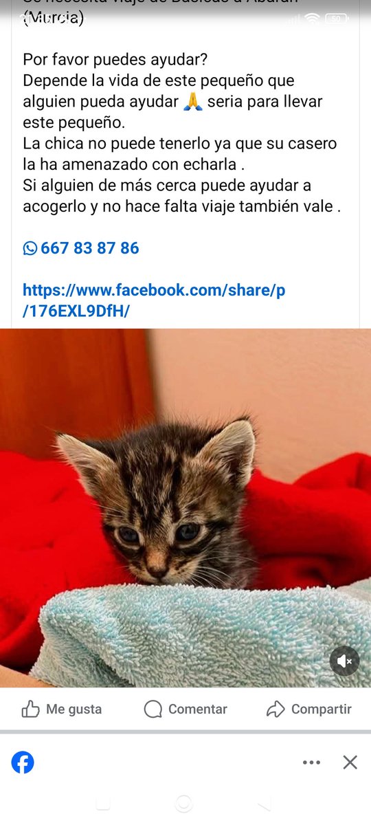 CefiroyCoco's tweet photo. @4catsVLC @AcofalX @Erta2017 @BurkManuela @Ainhara69 @AKAKINTSUGI @aliccitana @almanimal2019 @SilviaMylo @siviaromera1 
URGENTE 
Para esta noche
Necesita TRANSPORTE, que lo lleven de #Basicas a #Abaran, en #Murcia 667838786
La chica no puede tenerlo, su casero amenaza con echarla https://t.co/LxoIQPftGK