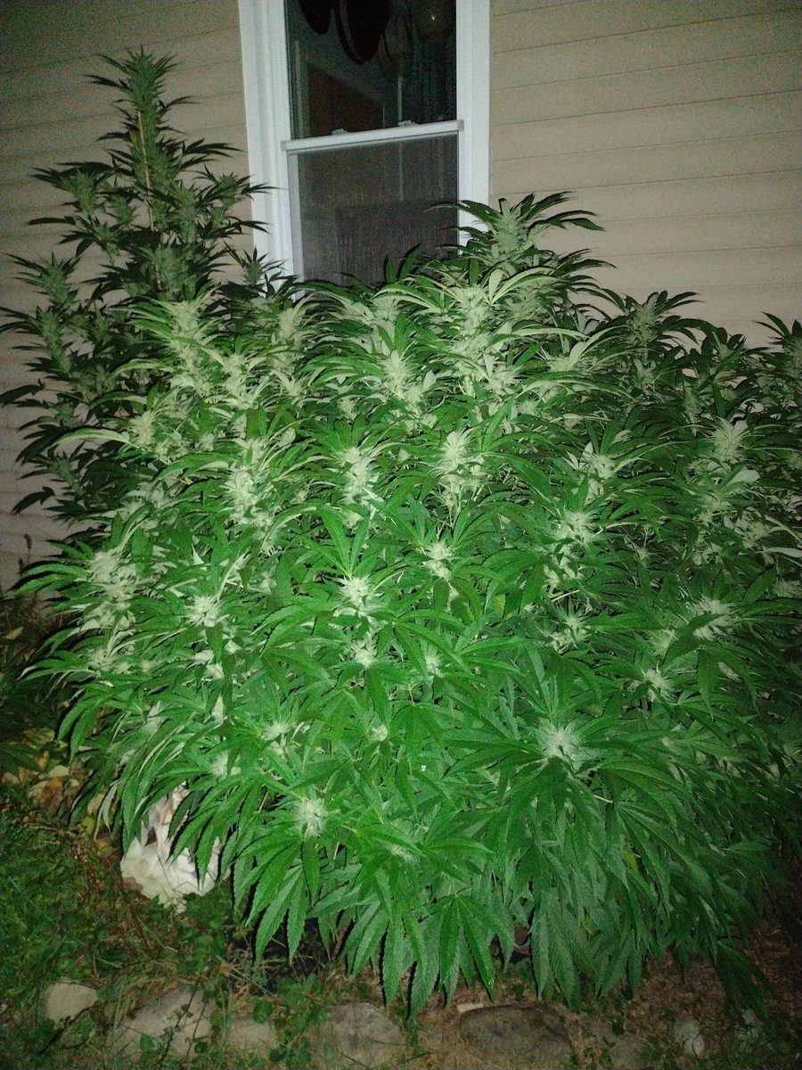 Red Lebanese x Puck (Tootsie Roll pheno) with a crazy amount of bud sites. She smells like chocolatey goodness, straight up Tootsie Roll lol. Been praying for an Indian summer, so far so good (in the Detroit area)

#FeedyourSoil #Growyourown