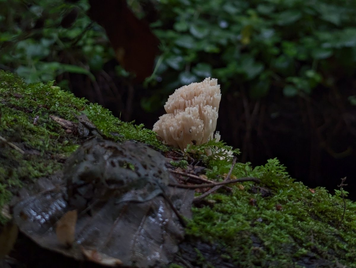 Vanda_Lerer, PhD 🇮🇱 tweet media