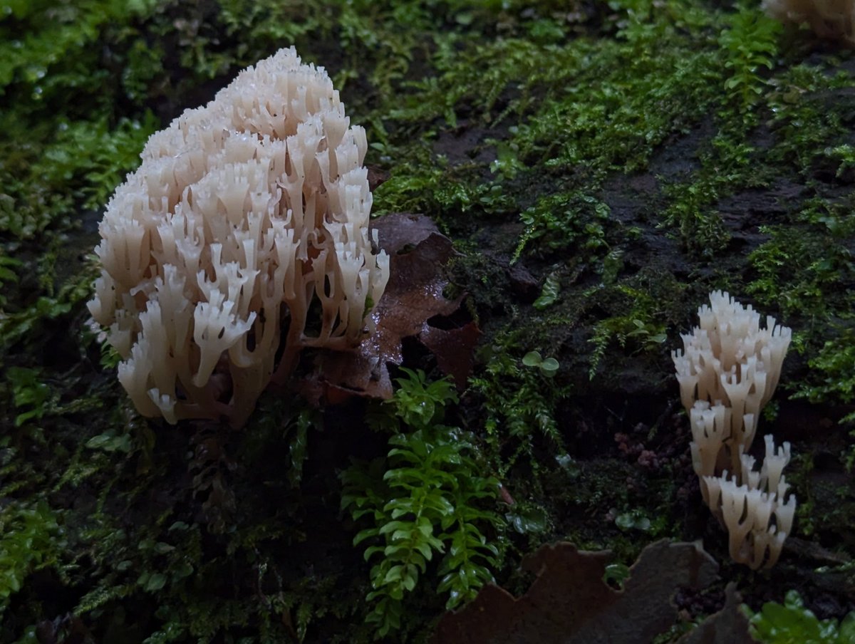 Vanda_Lerer, PhD 🇮🇱 tweet media