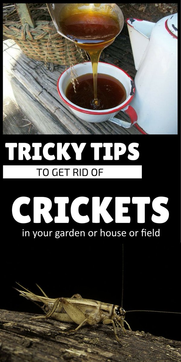 Healthy_Mgz's tweet image. Want to stop crickets from invading your home? 🦗
Here are *9 natural remedies* you can try (molasses traps, essential oils, diatomaceous earth & more):
healthmgz.com/2025/09/9-home…
#NaturalPestControl #DIY #HomeTips #CricketRepellent #EcoFriendly #InsectControl #HomeRemedies