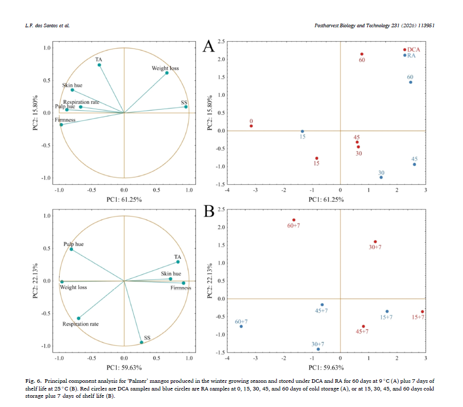 Nacherntephysi1's tweet photo. How to keep mangos fresh longer? 🥭
👉 Control O₂ at the anaerobic compensation point (ACP)!
New study shows extended shelf-life & quality in ‘Palmer’ mango under DCA storage 🌱❄️
Collab: EMBRAPA, UESB, UFPE, KOB, Uni Hohenheim
🔗 https://t.co/FWvEp5Ub8B
#MangoResearch https://t.co/YEbcr57RHn