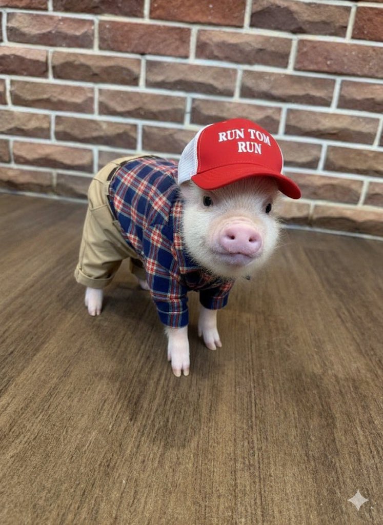 @MinisterOfNFTs dont fad the ticket of the years $tom 

@Tommicropigsol