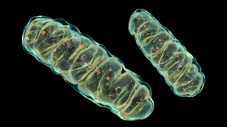 Mitochondria expel tainted DNA — spurring age-related inflammation nature.com/articles/d4158…