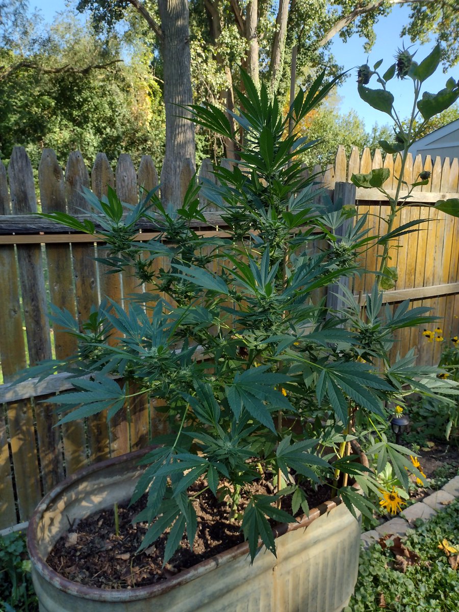 White Maple (Maple Leaf Indica x I-95) by StrayFox. Always wanted to pop a seed in my horse trough, turned raised bed. It doesn't get the best light in the yard, but she's still looking good. Has a perfect old-school OG nose. Stickiest in the yard too..