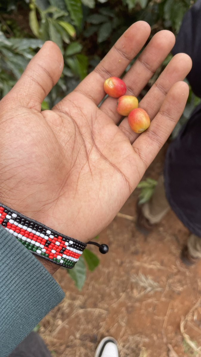 Dagimbuilds tweet media