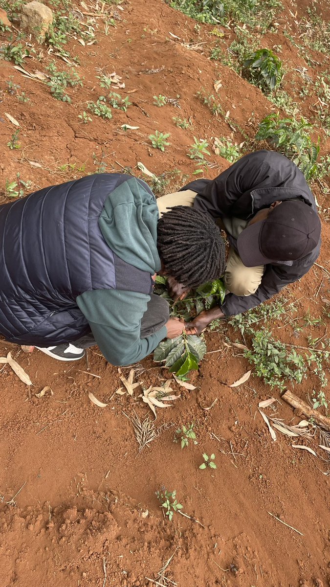 Dagimbuilds tweet media