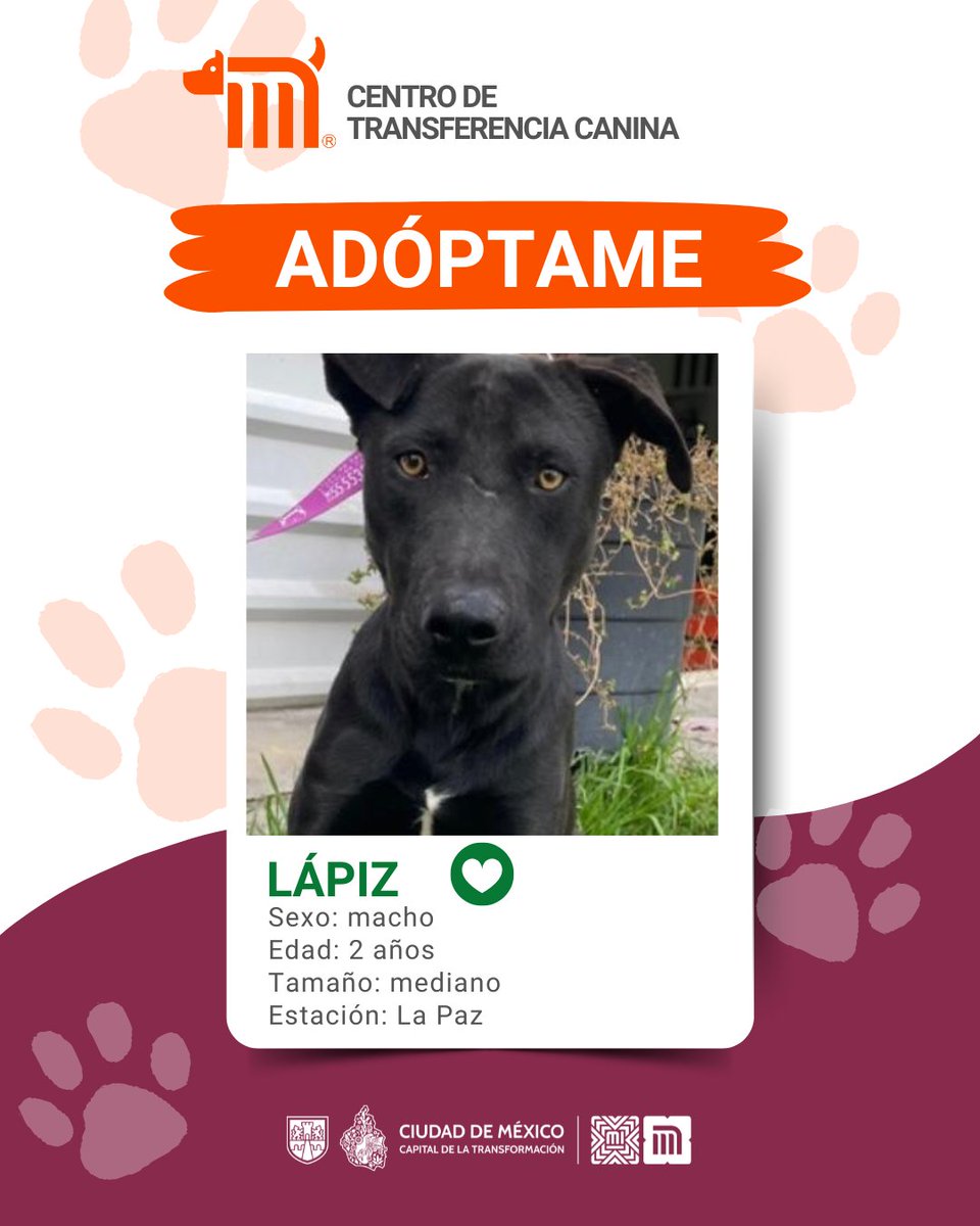 ¡Llena tu vida de aventuras! Conoce y adopta a Lápiz, un macho muy cariñoso; tiene 2 años y desea encontrar un bonito hogar. Fue rescatado en la estación La Paz de la Línea A. 

Consulta los requisitos en: bit.ly/41Z16Cd 🐶🏡 🐾 #AdoptaMetro  #AdoptaNoCompres