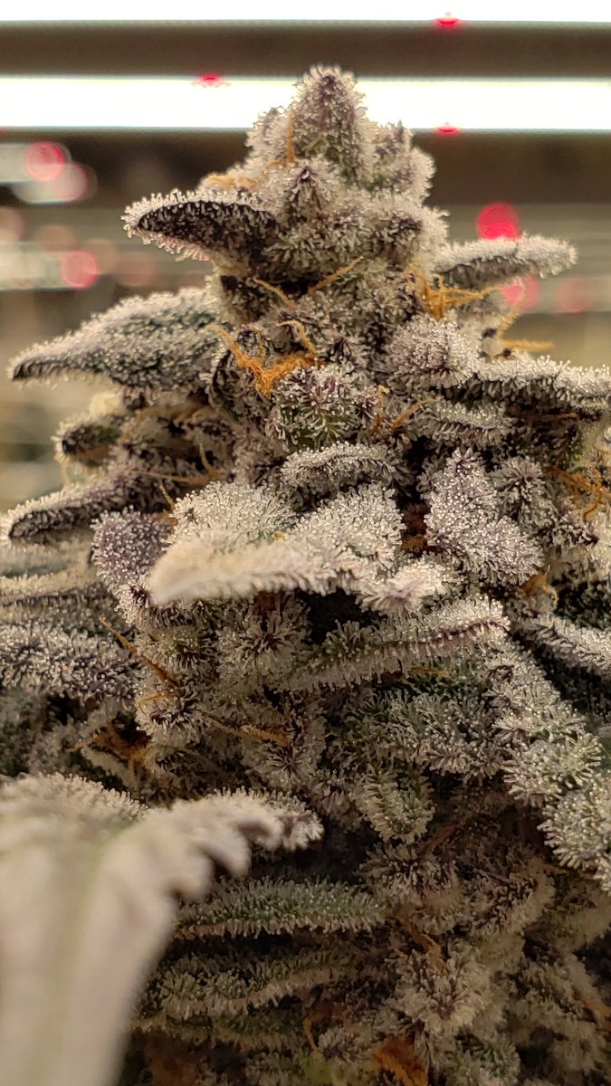 87bucs's tweet photo. How come the frostiest buds are usually terpless? https://t.co/sBIefxYll7