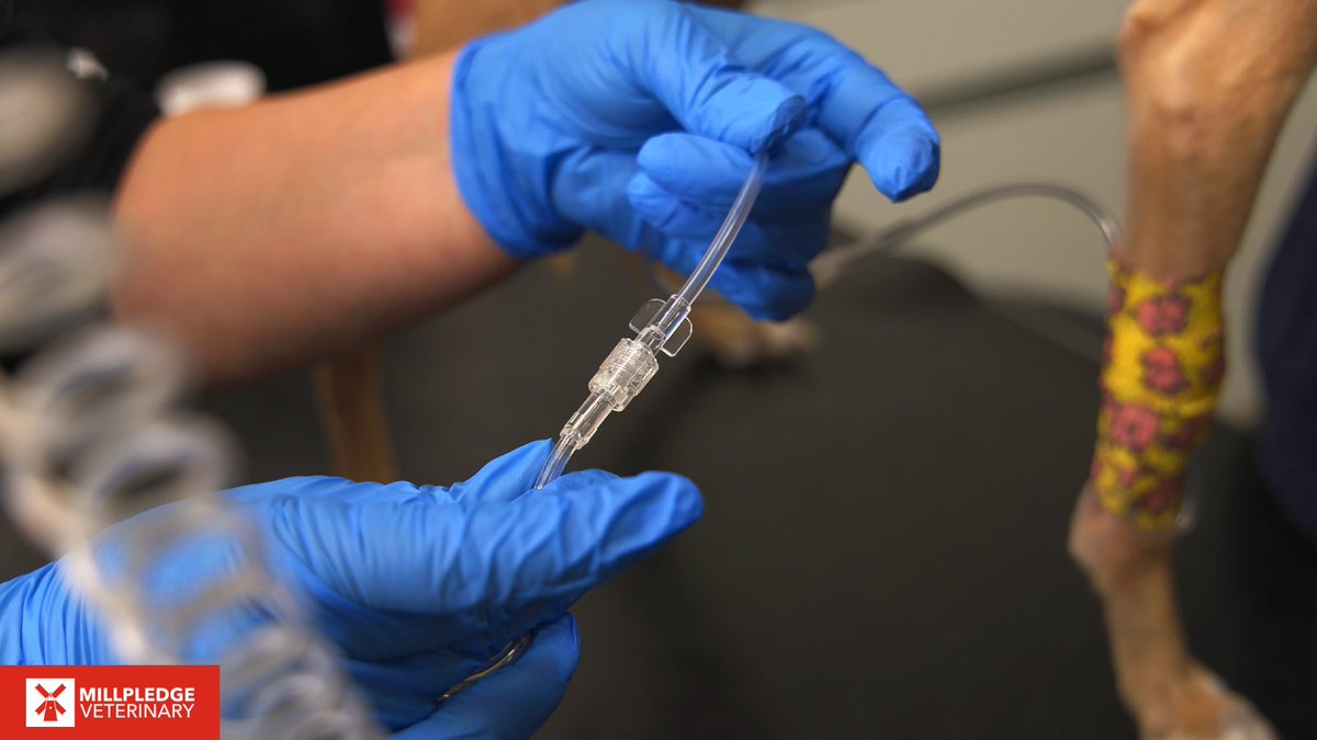 Millpledge Veterinary tweet media