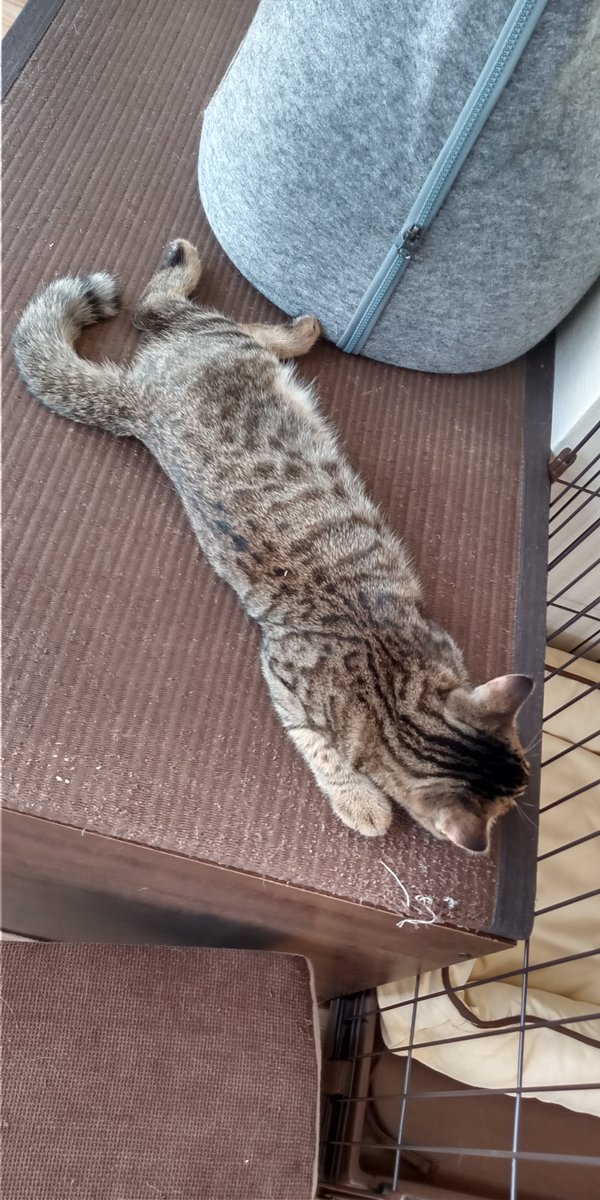 このちびちゃんは全盲です
何度　顔をぶつけても何度つまずいても　椅子から落ちてもめげません
トコトコトコトコ歩き回り　友達と喧嘩しても負けません