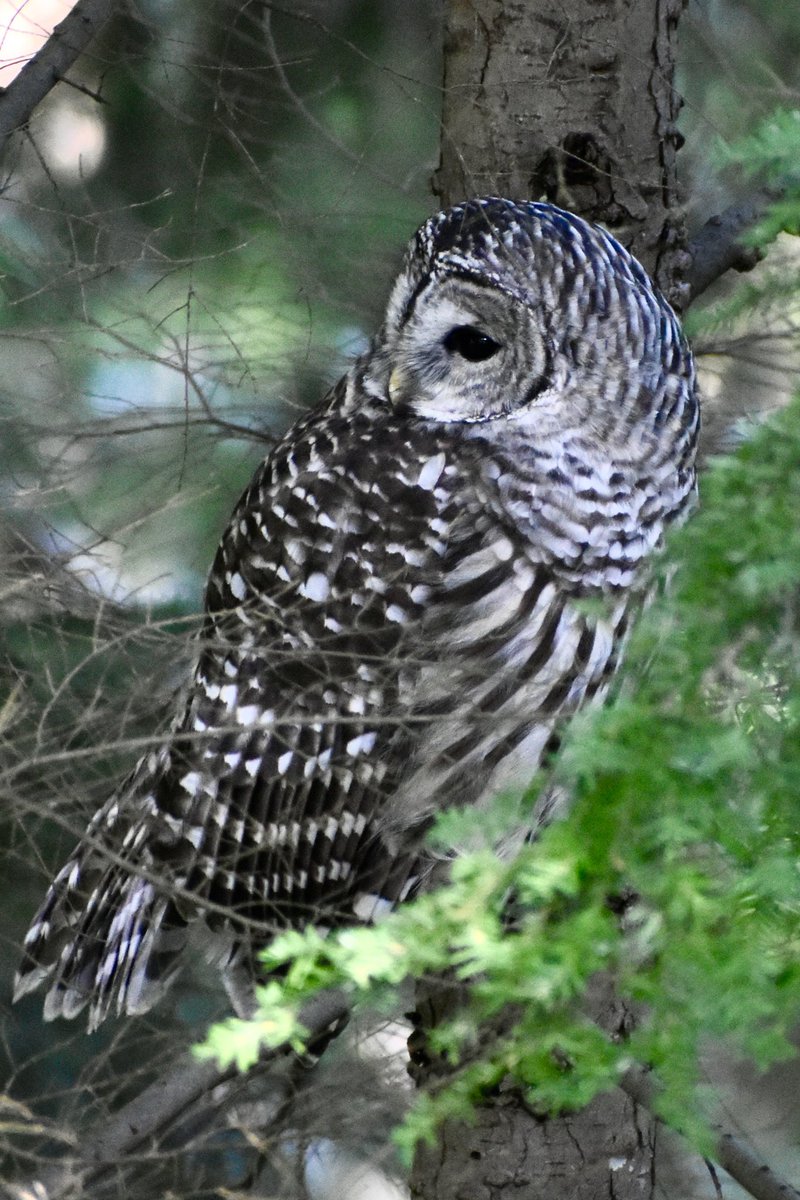 PishPoshkins's tweet photo. sleepy barred owl was right next to my house this morning, probably some of the best photos I’ve ever taken 〜(꒪꒳꒪)〜 https://t.co/rkNWgFSy17