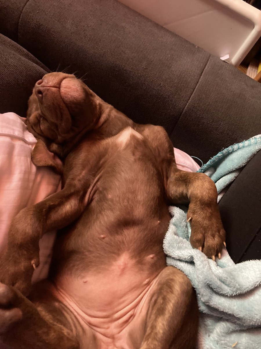 Having a puppy is rough.. at time moment  we’re cuddling and the next I’m playing tug of war in order to get my stuff from her mouth. She’s a handful, and sometimes I get tired having to keep my stuff from her reach, but I love her like she’s my own child.