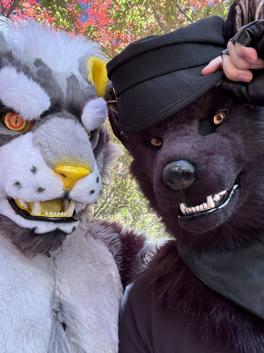 How it started vs how it’s going 🐅🐕‍🦺