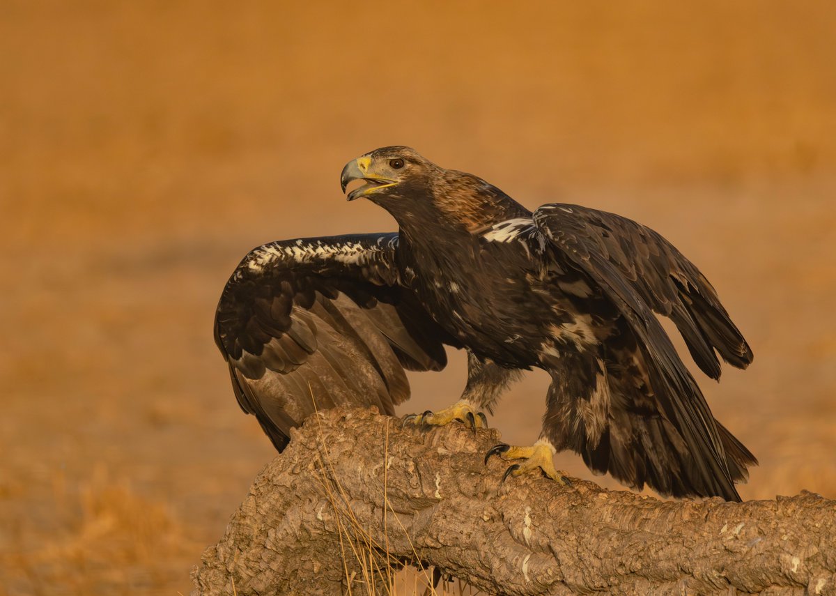 Spanish Imperial Eagle defending his territory, near Toledo 😀