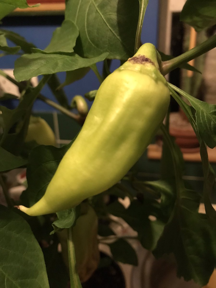 PygmyCreative's tweet image. I’ve brought a few chillis &amp;amp; sweet peppers inside to avoid the cold night. The days are still quite warm though here - 19 &amp;amp; 20 deg C this week #GardensHour