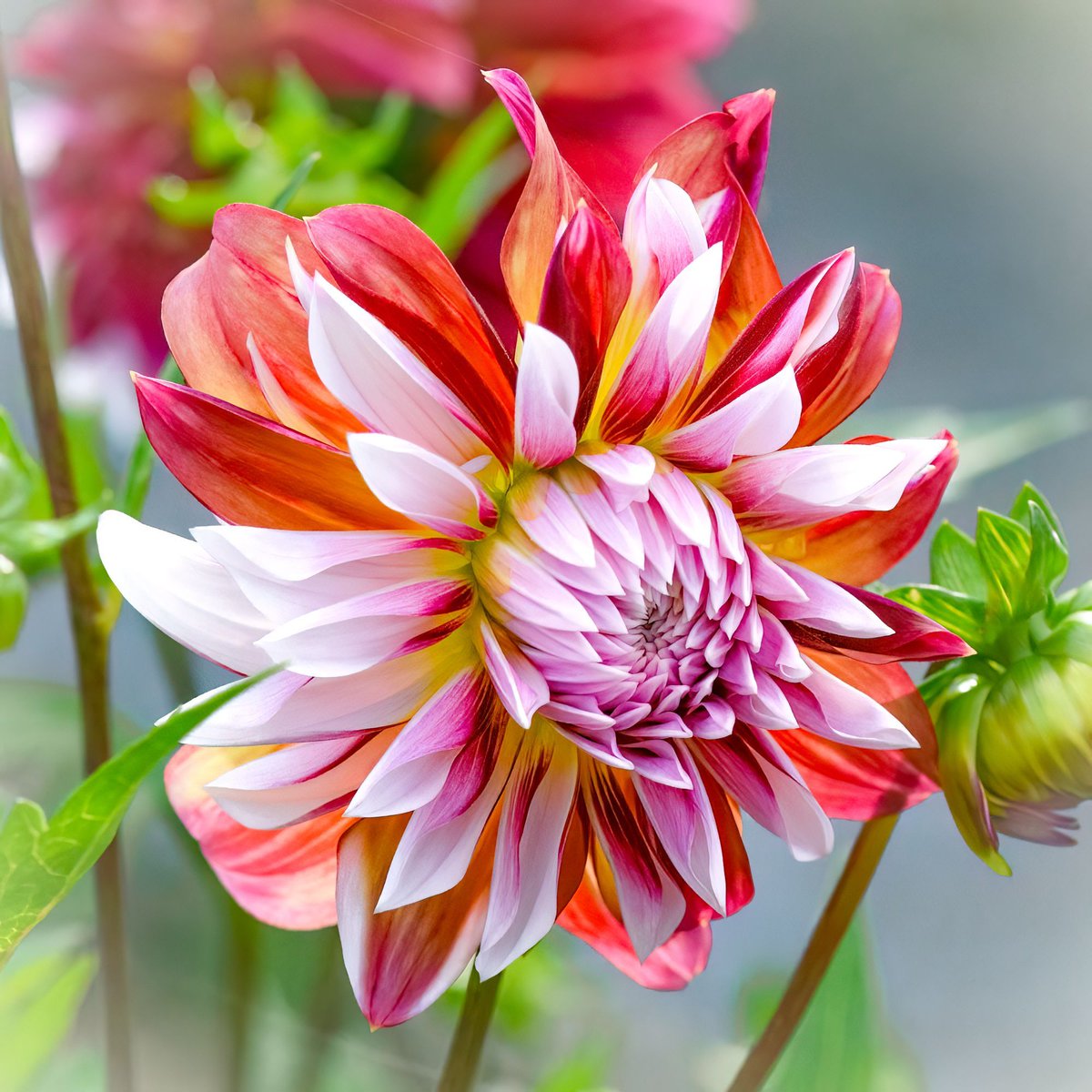 VenetiaJane's Garden tweet media