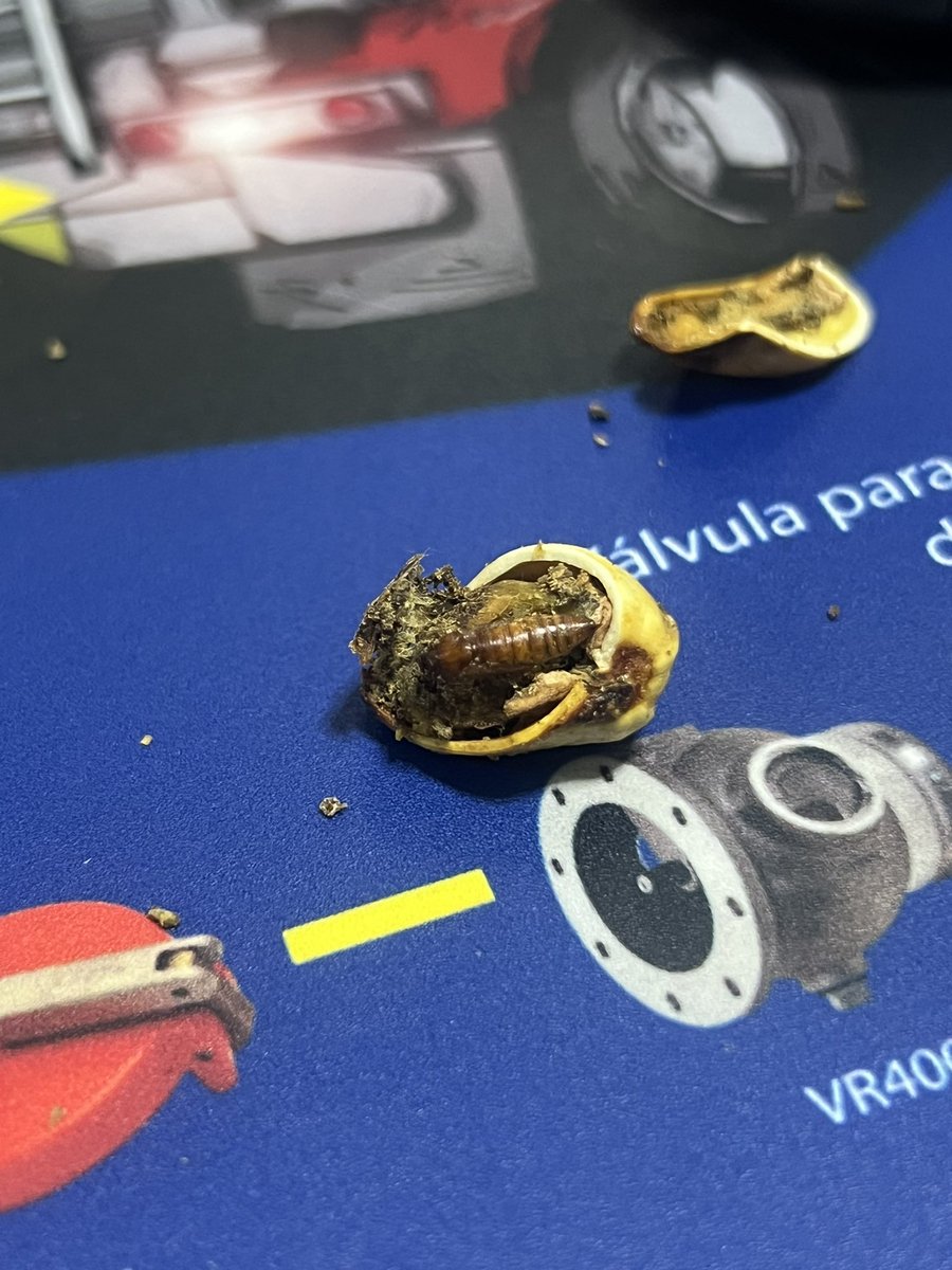 Francisco Peralta Bernal tweet media