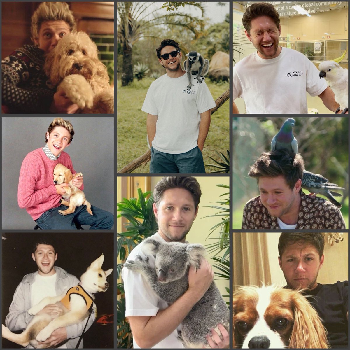 TheUnspokenBond's tweet image. Day 29: Niall with animals #ProjectNiall #NiallsMonth
#niallhoran #niallhoranbirthday
#niallhoranbirthdaymonth