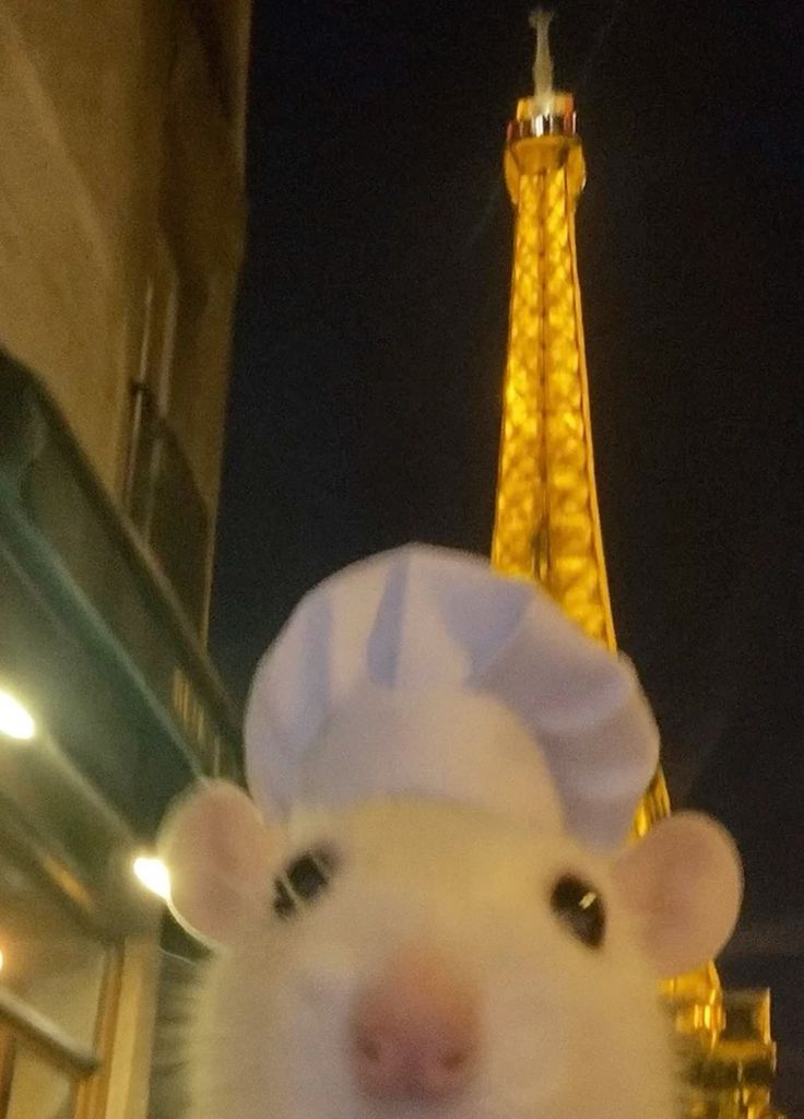 Photo réeld'un de mes modo, j'vous laisse deviner c'est qui 🤓

(Je retrouve plus le post jsuis deg donc j'ai que la photo 🤡)