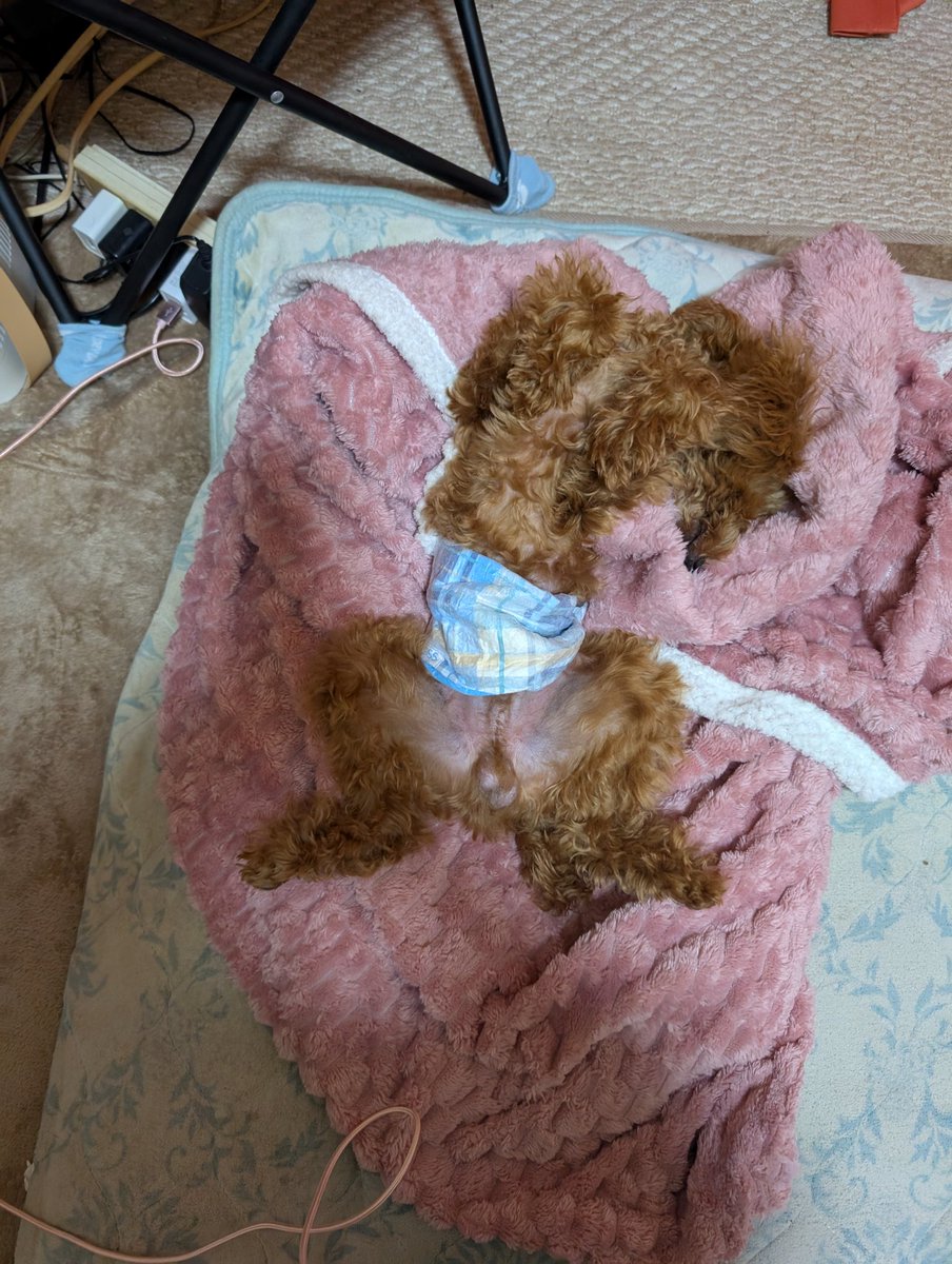 必殺ここちゃんポーズでした
まだねむねむでした😪