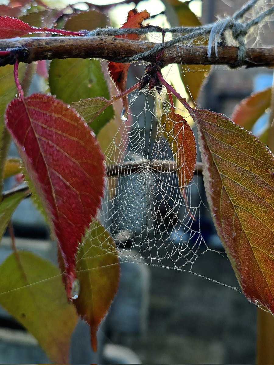 Gorgeous autumnal morning #AutumnVibes #September #morningdew #spiderweb #sunshine