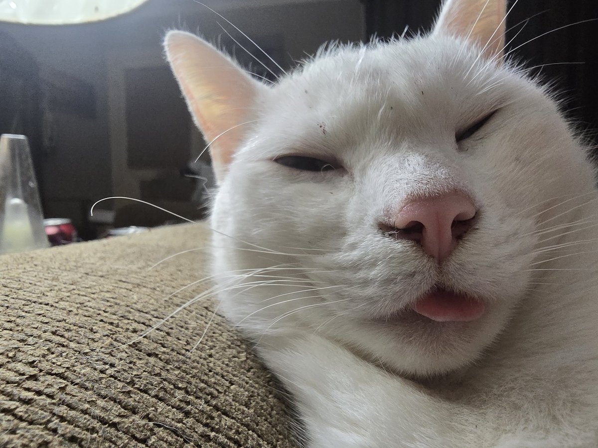 Bohave__'s tweet photo. RIP to my best buddy, You were with me for the lowest of lows and the highest of highs. 
I'll miss and love you forver. https://t.co/WikACUfCXC