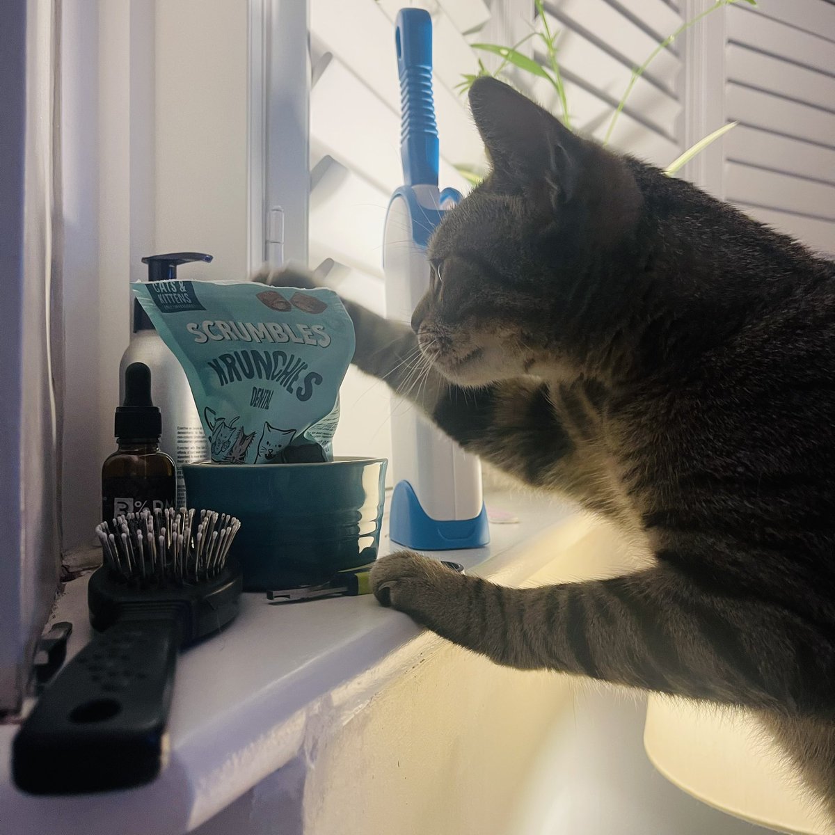 Hi Mum, I've been such a good boy today. Definitely deserve more of these treats! 😻💜 l promise to share with my Lady Violet 💜😻 #Tabby #Catting
