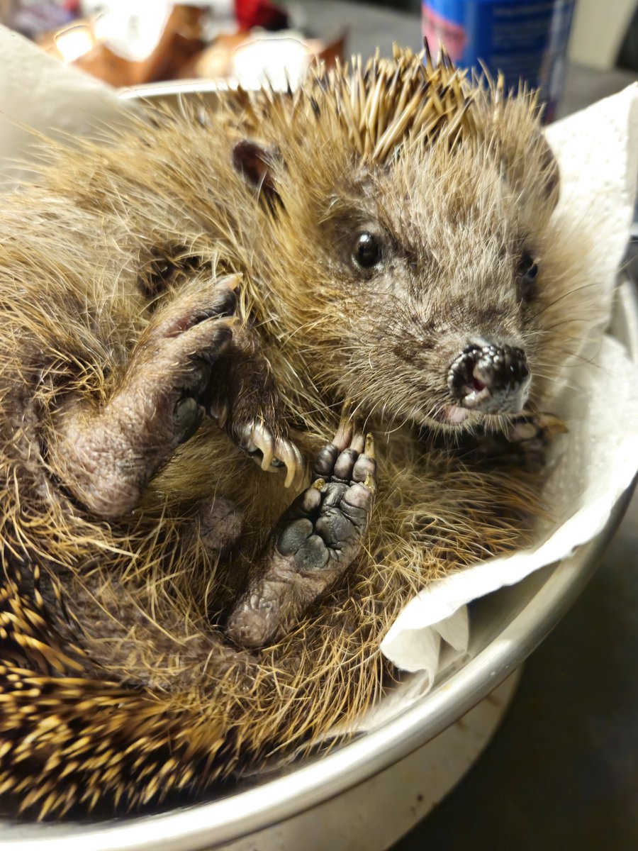 𝐤𝐥𝐢𝐦𝐟𝐲 tweet media