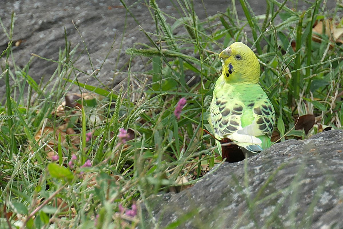 HK7682's tweet image. CP Budgie update (Sept. 29):  Whether caught between a rock and a hard place or out in the open, she demonstrated independence today for an hour+, spending no time with any flock when flying or foraging by Sparrow Rock. #birdcpp