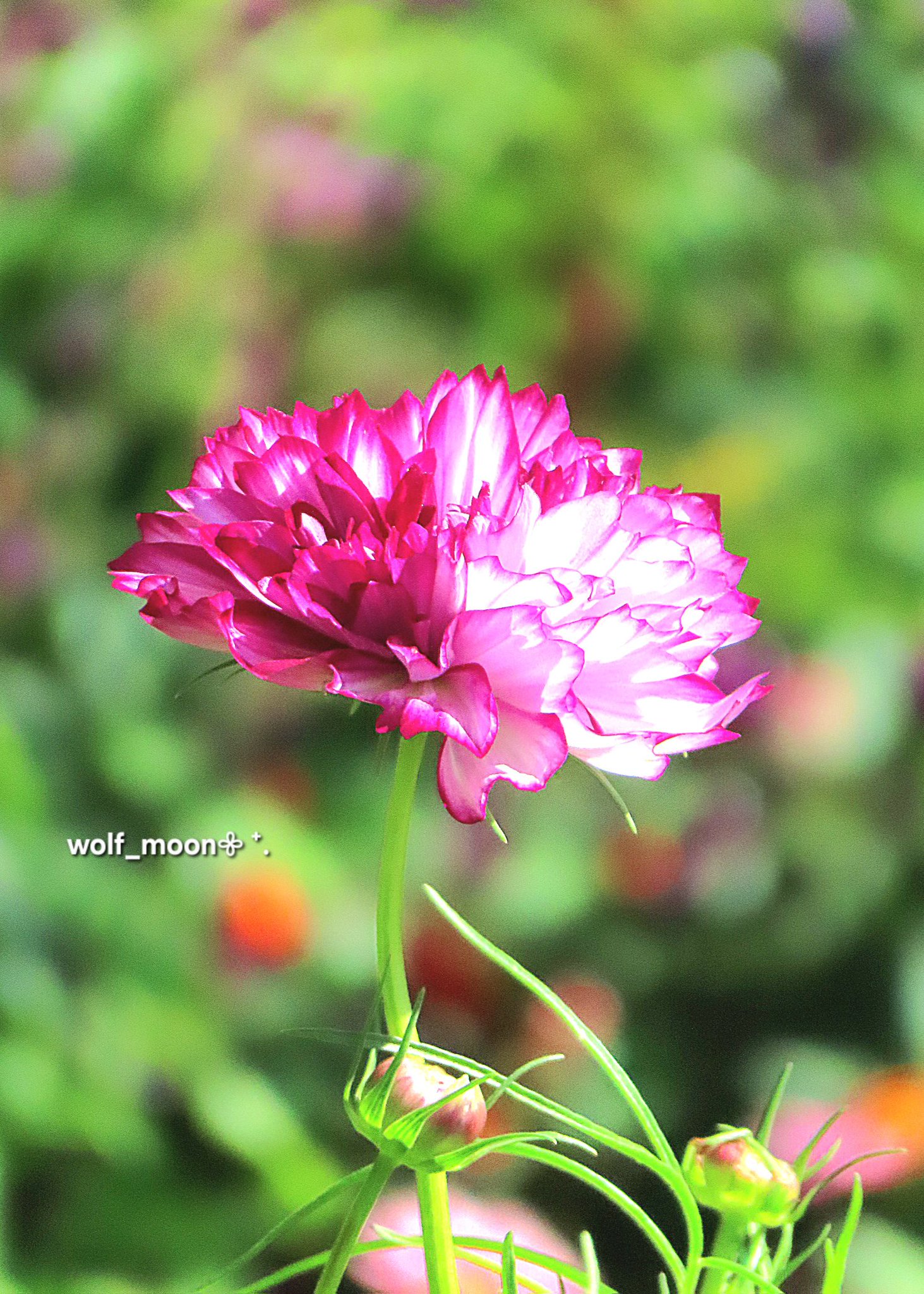 wolf_moon(土・日お休みします) on X: 